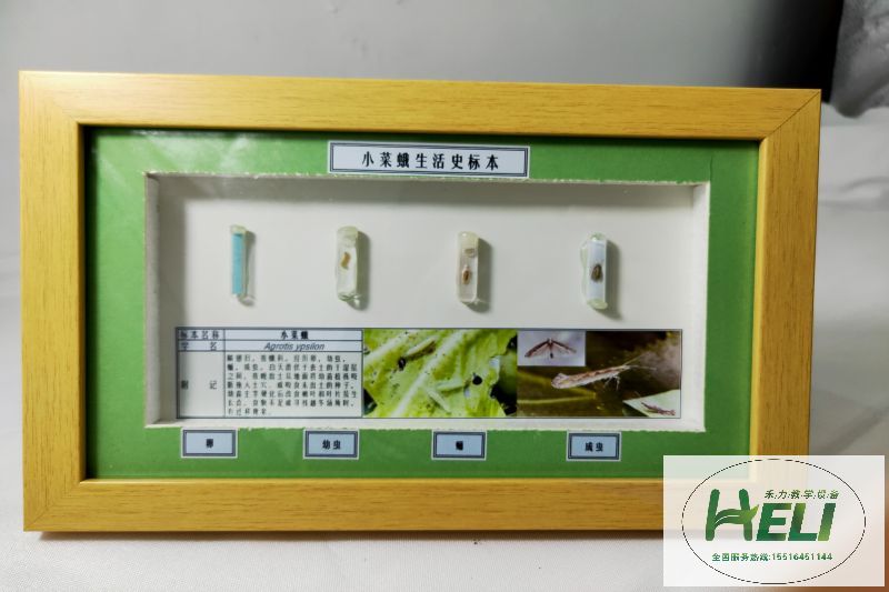 農(nóng)業(yè)害蟲(chóng)生活史小菜蛾 - 副本